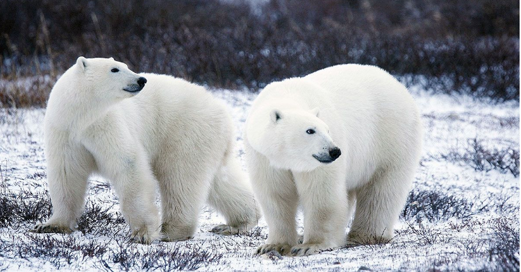 Orso Polare
